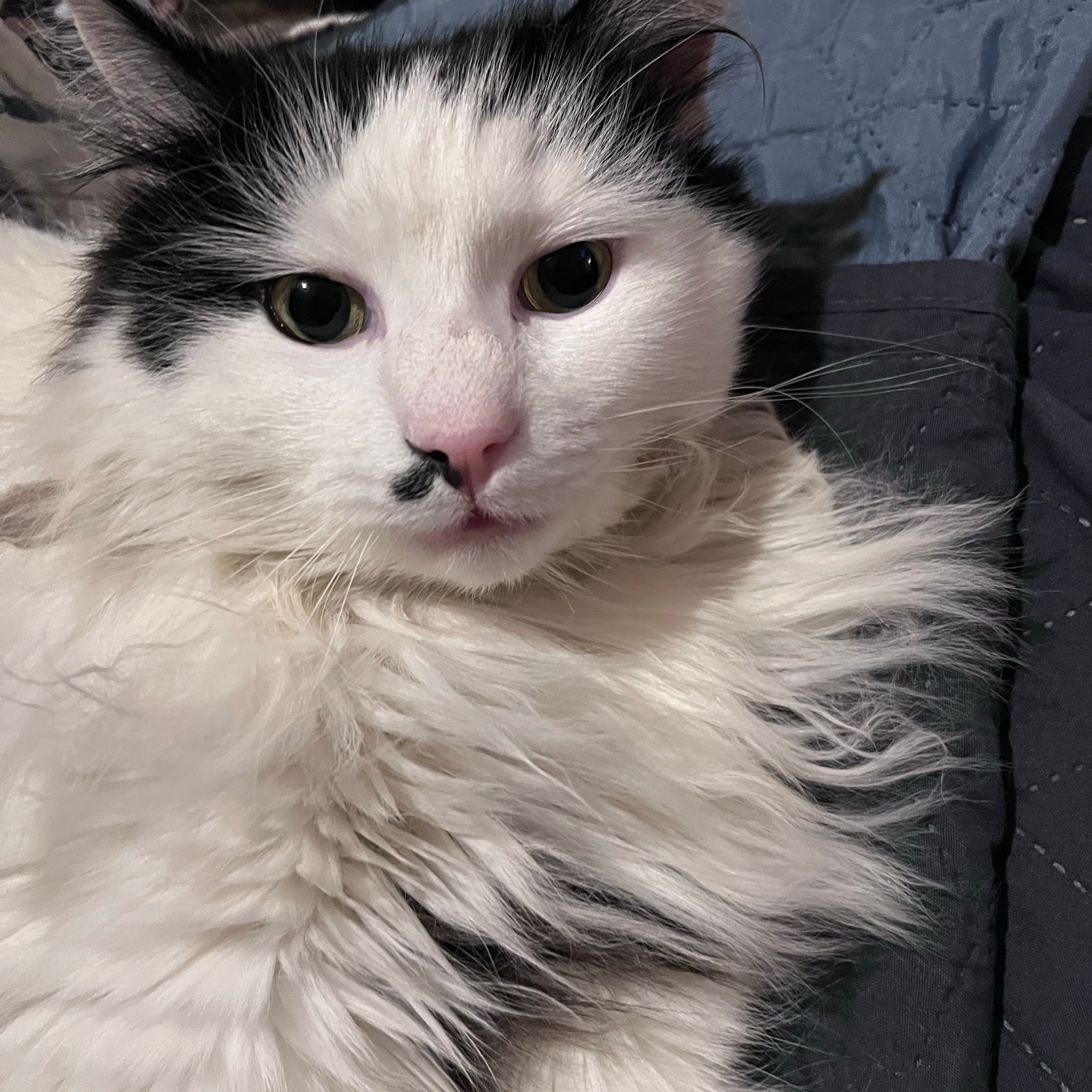 Leo