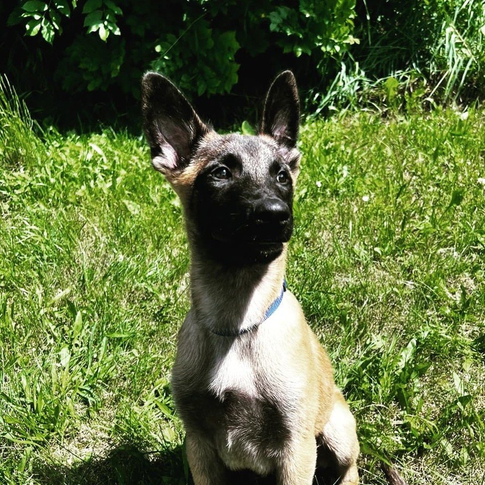 Sol