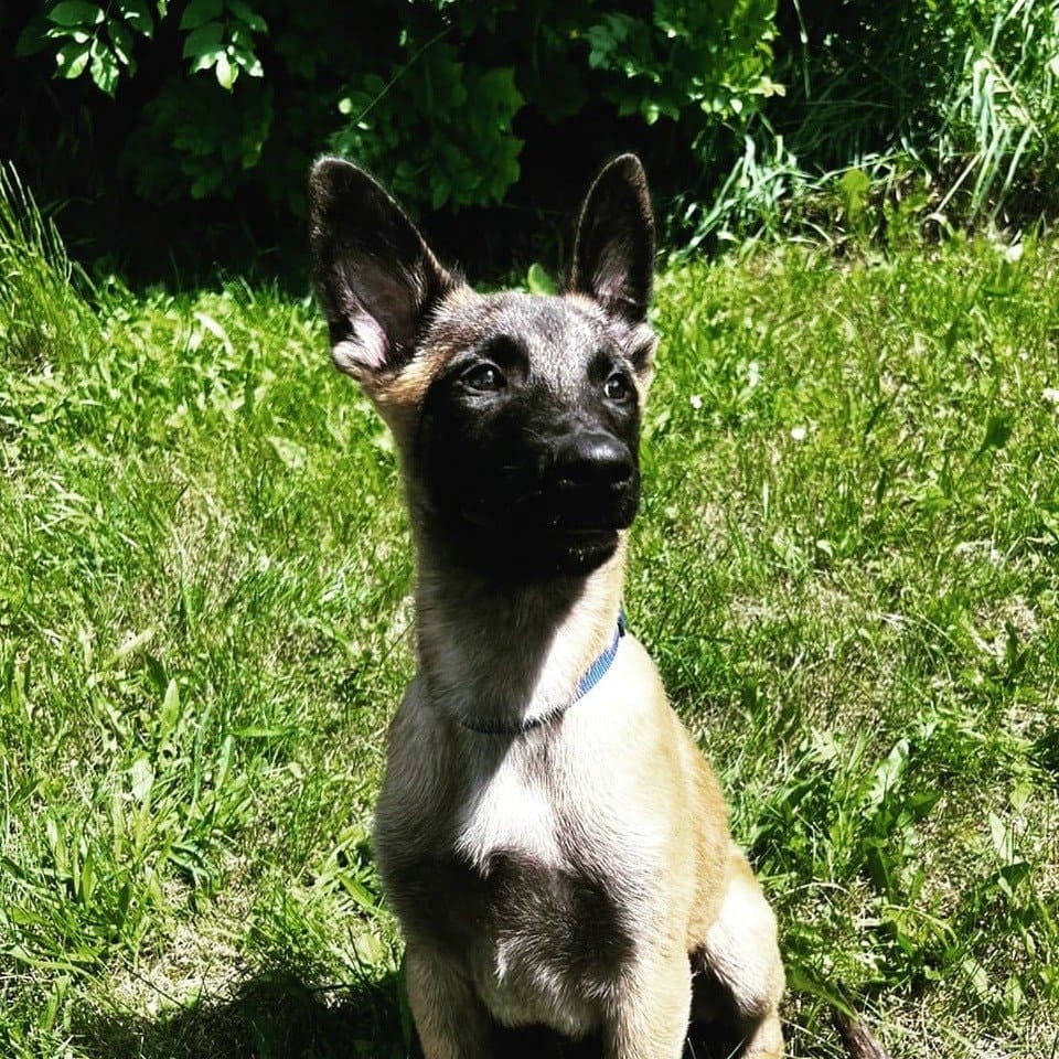 Sol