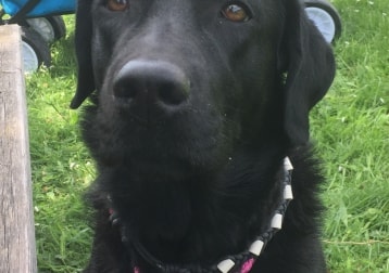 Amy