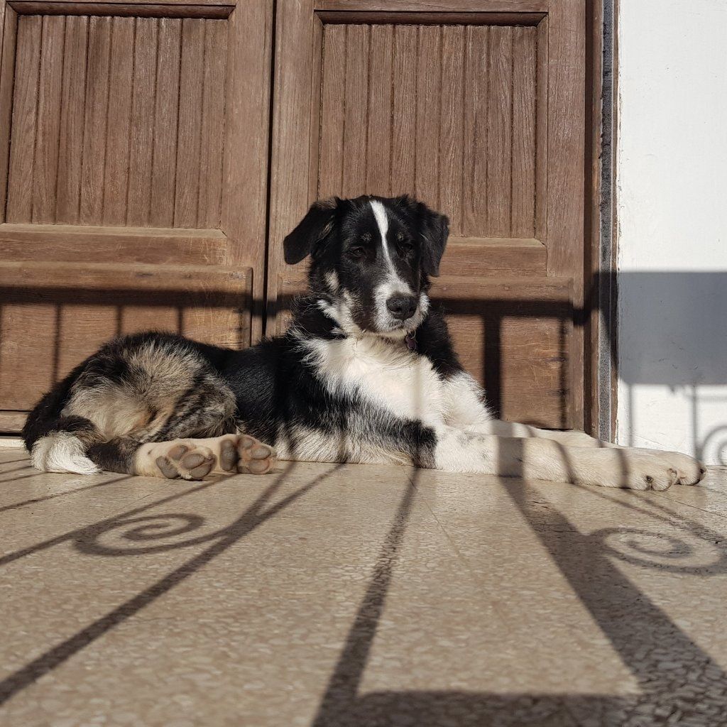 Loki