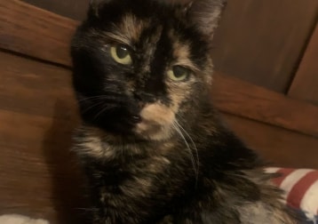 Noisette