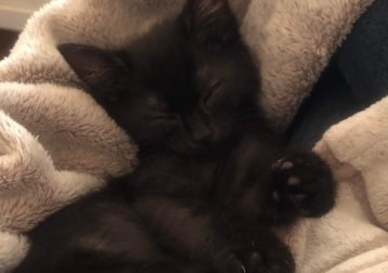 Maya
