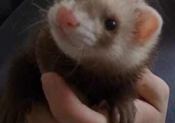 Rolo