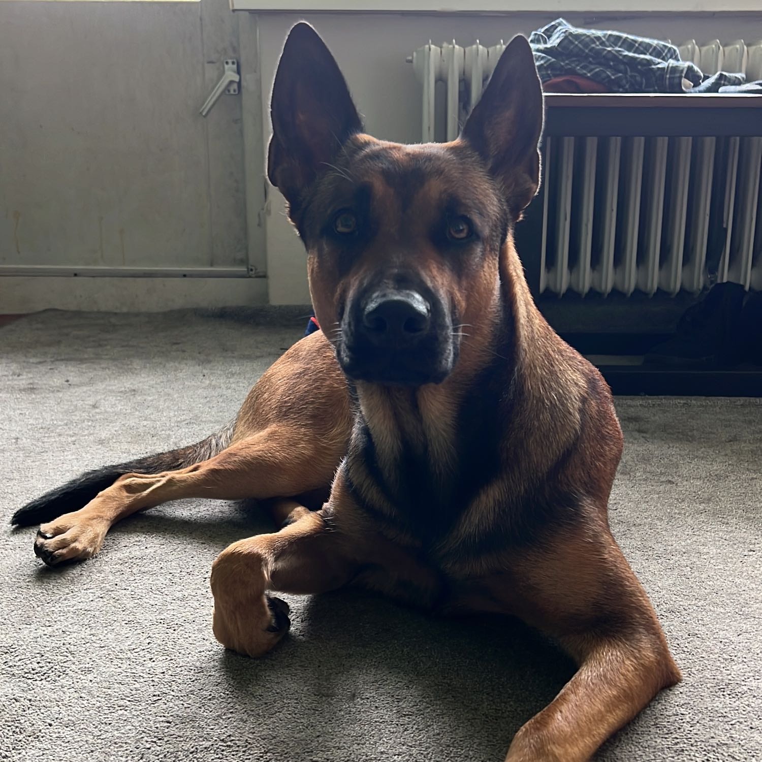 Nala