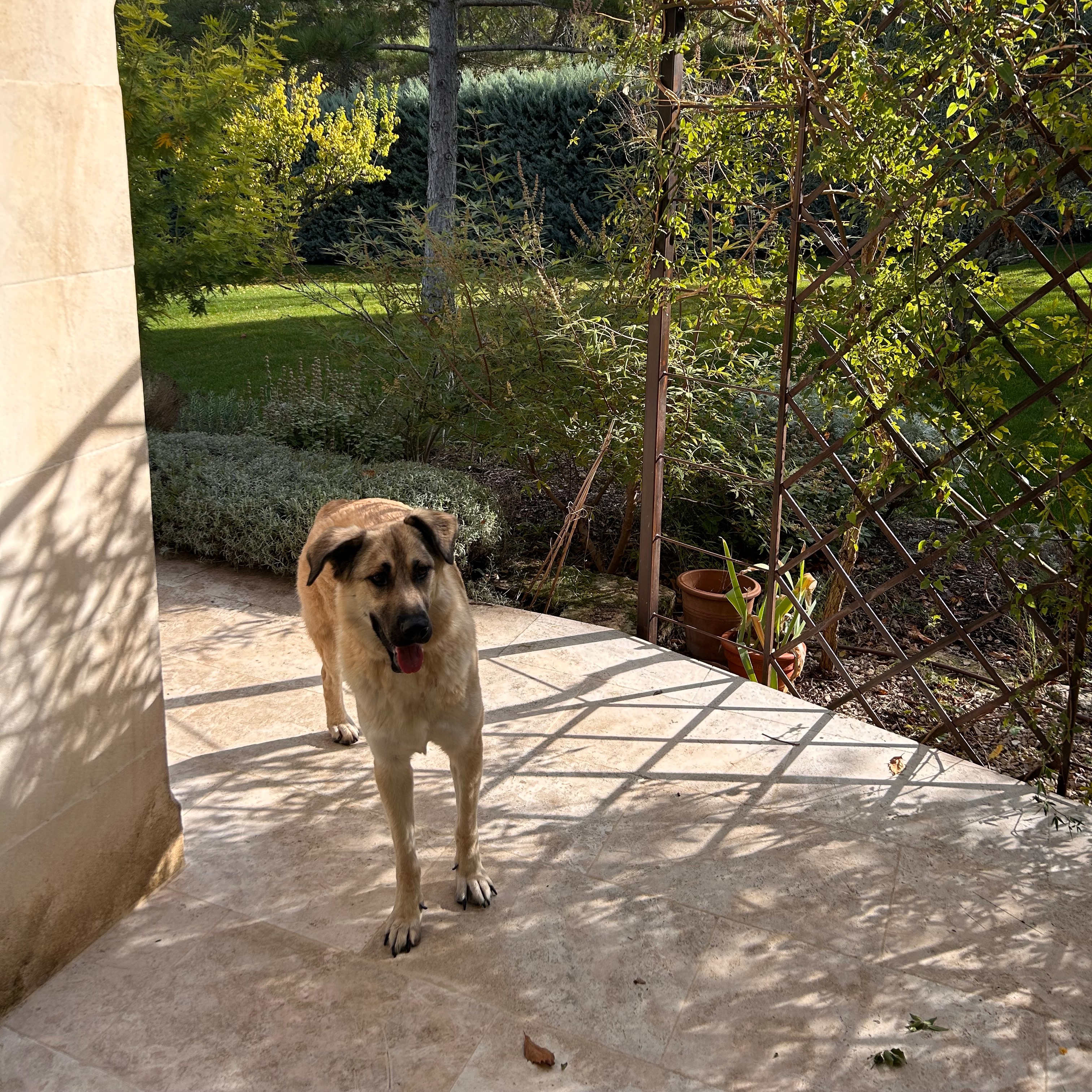 Tobi