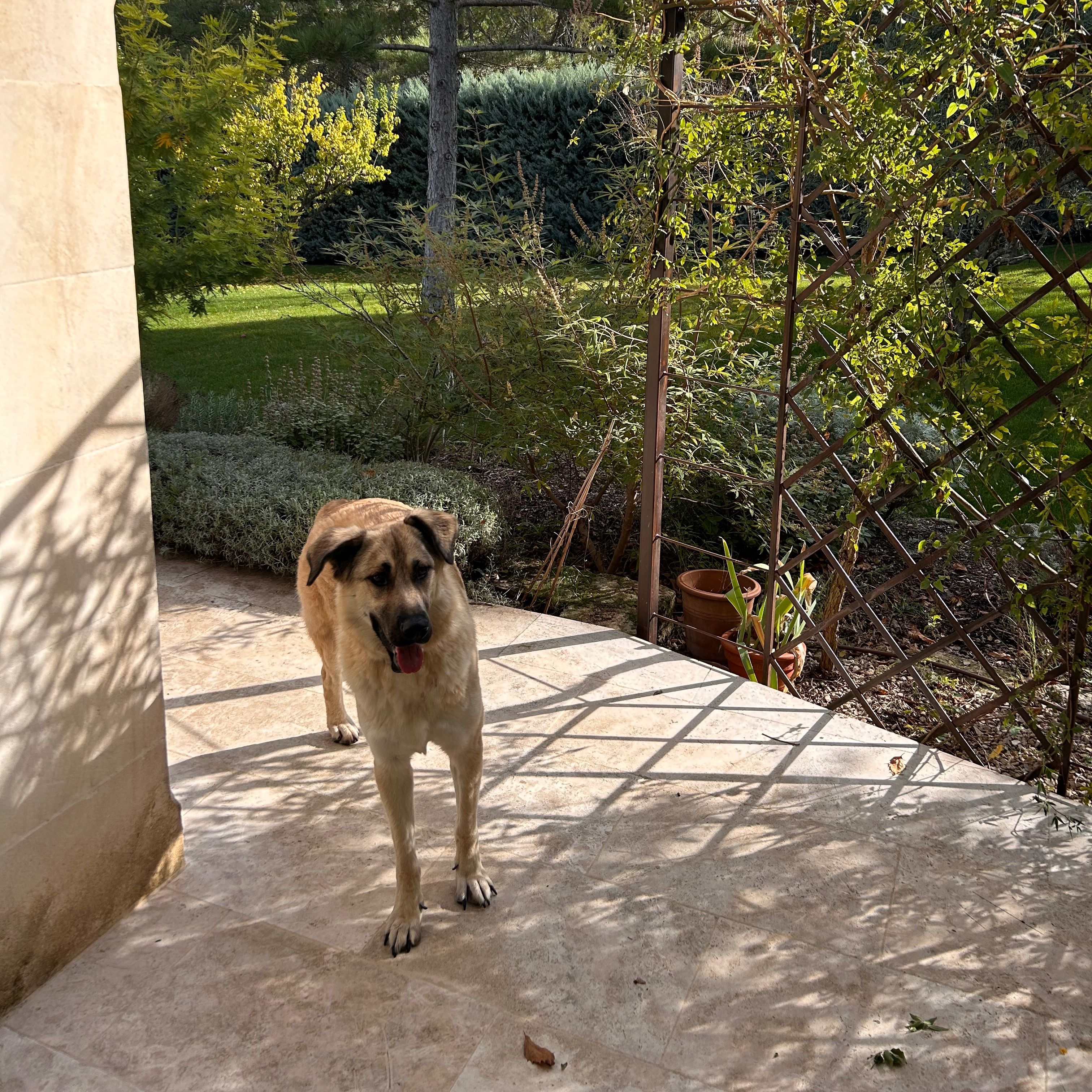 Tobi