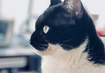 Salem