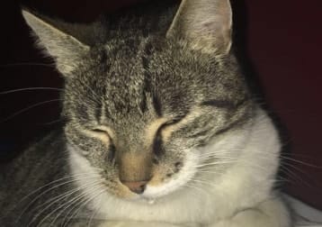 Bob