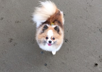 Bonnie