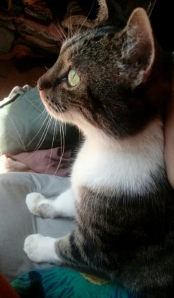 image-7