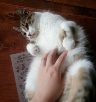 image-5