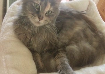 Bella