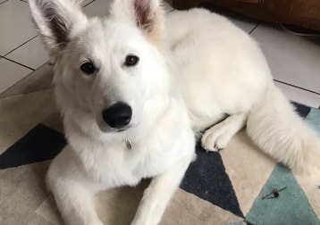 Appa