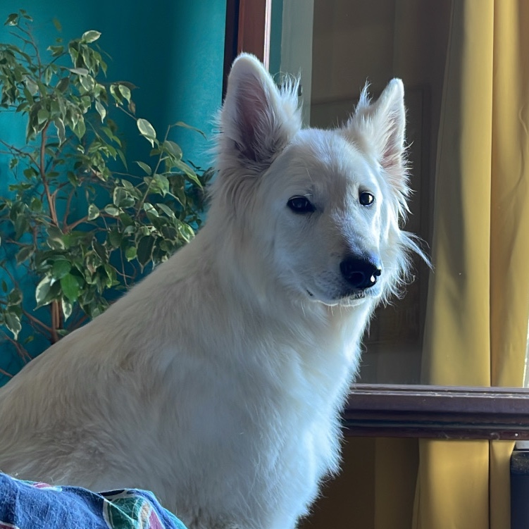 Appa