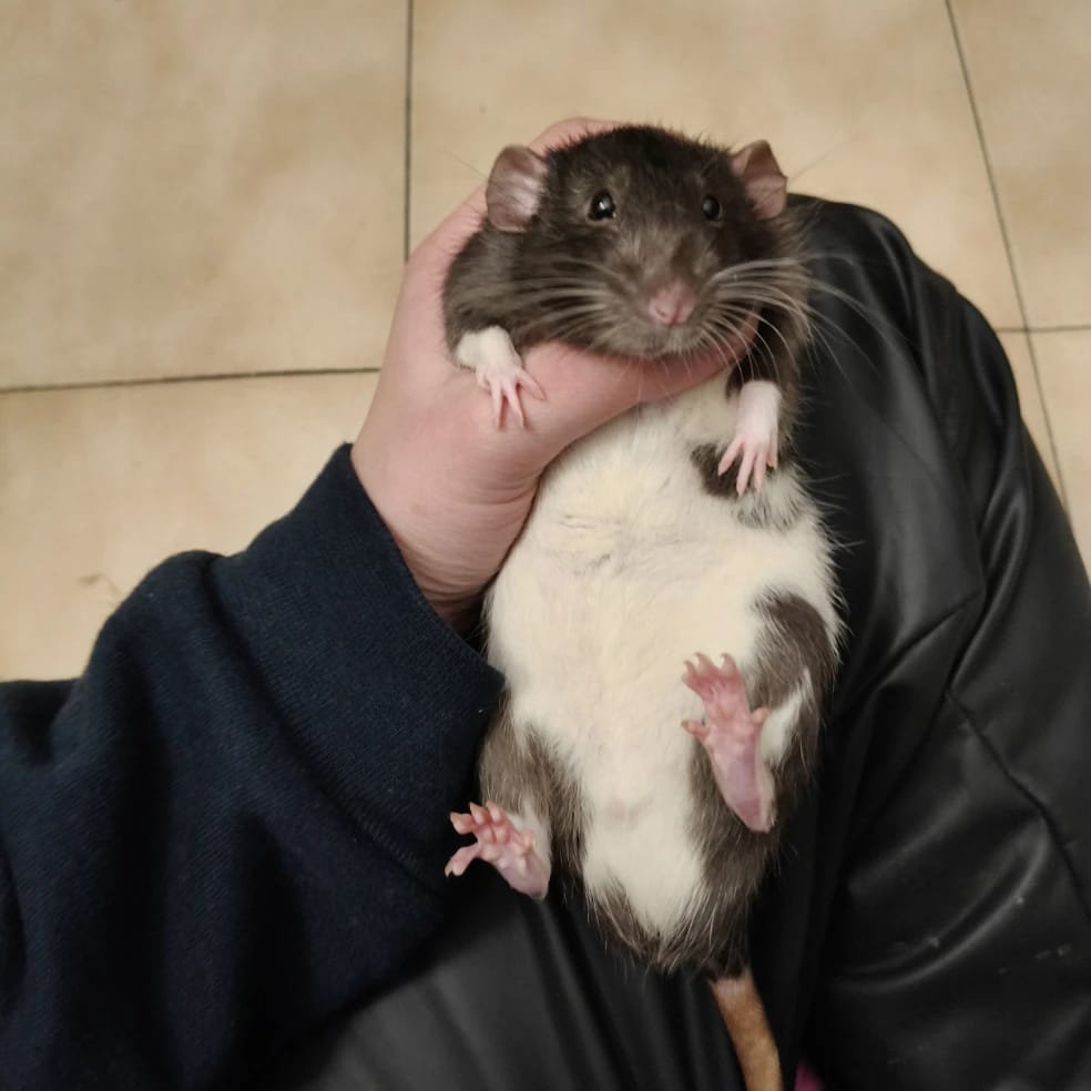 Grigio, Musino, Pandino, Scheggia e GigioJunior