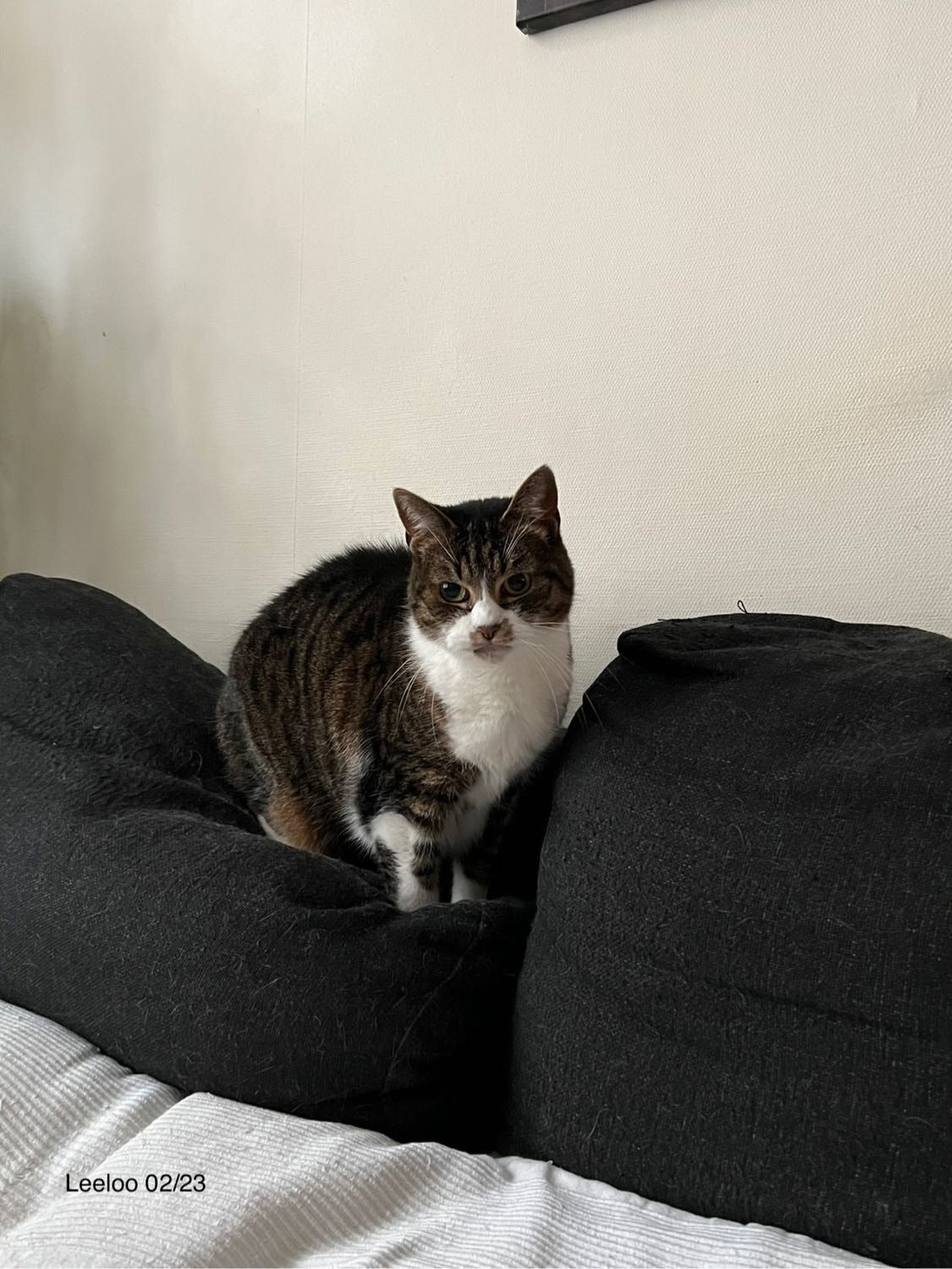 image-7