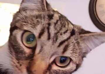 Snoop