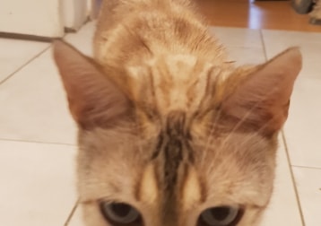  Kitkat