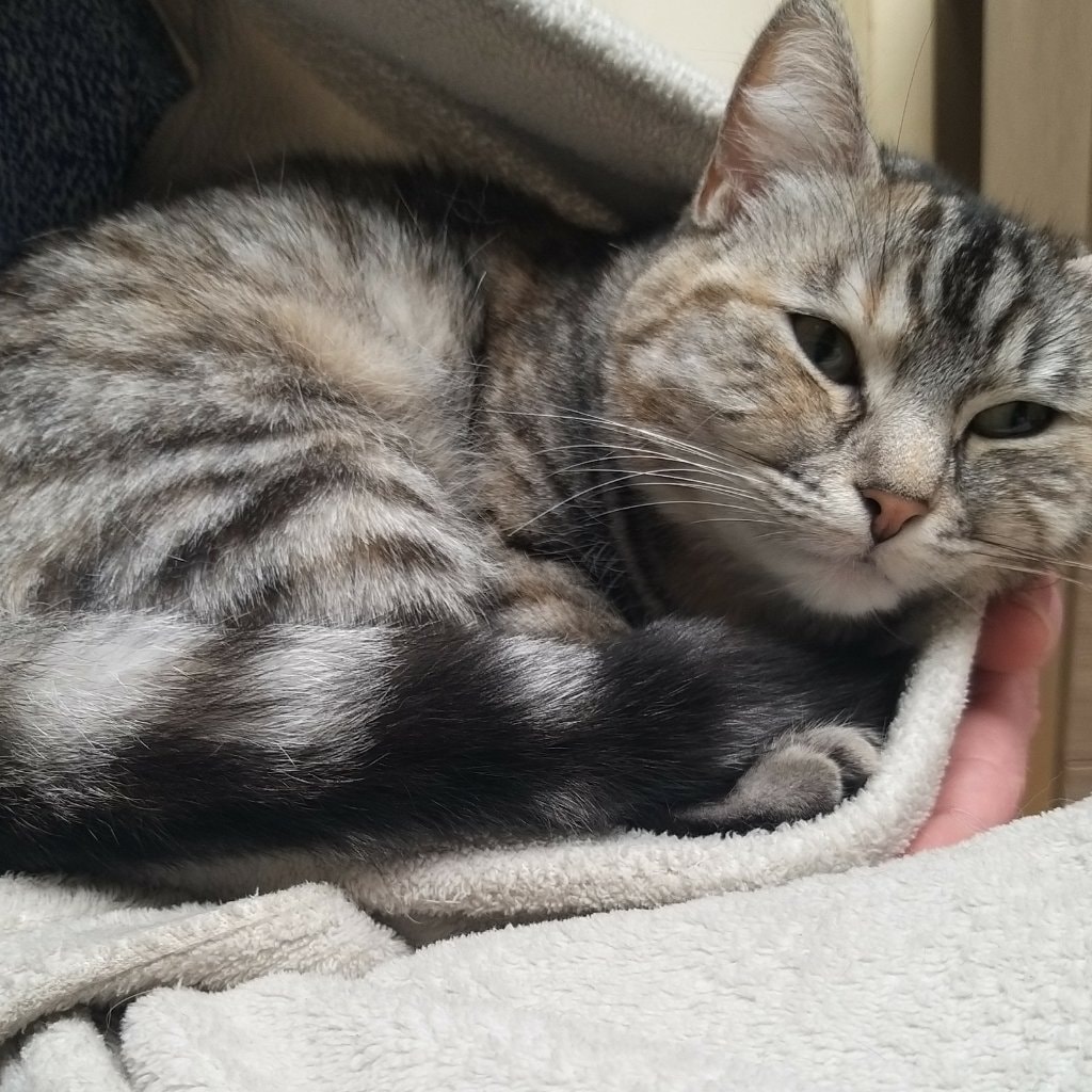 Leia