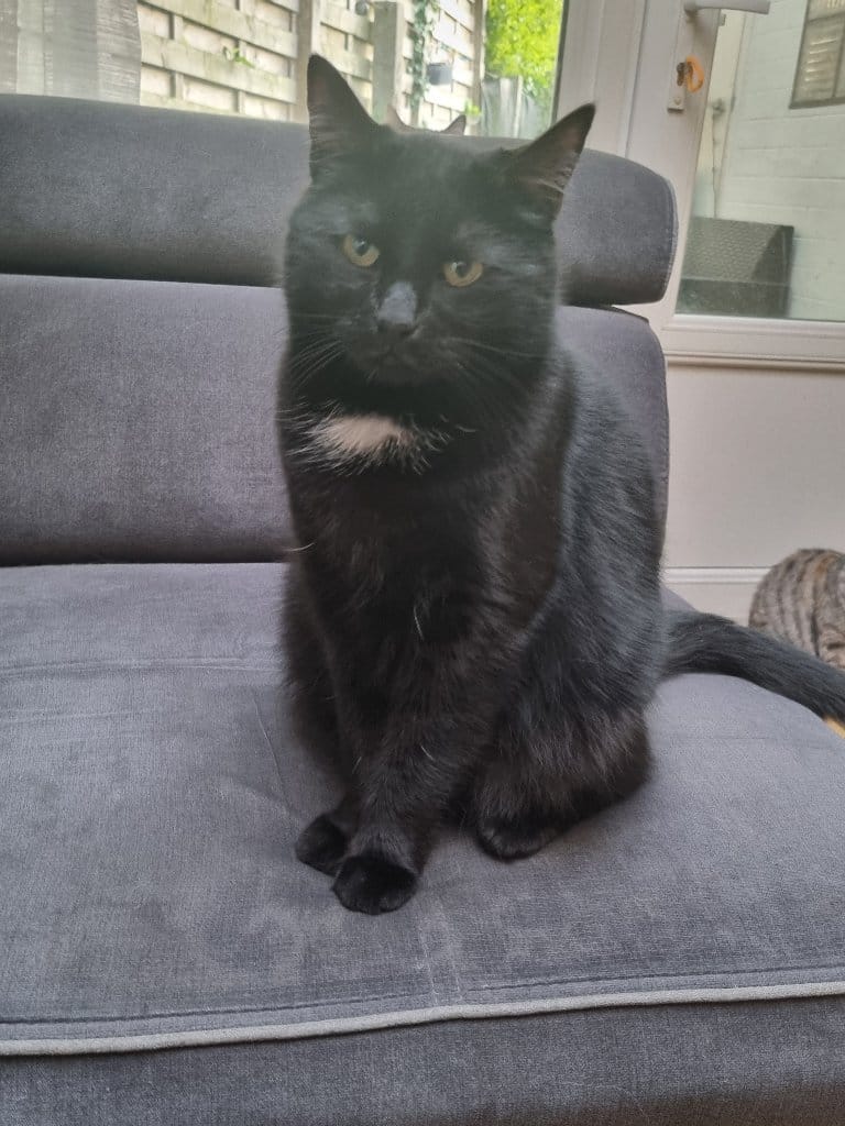 Bagheera