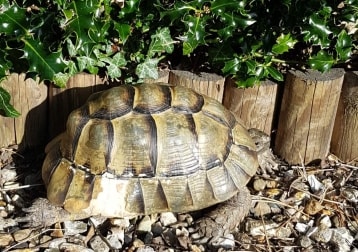 Percy
