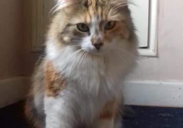 Duchess