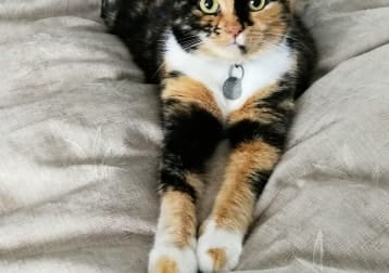 Sofia