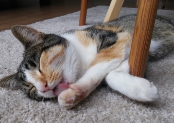 Luna