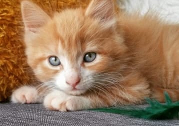 Milo