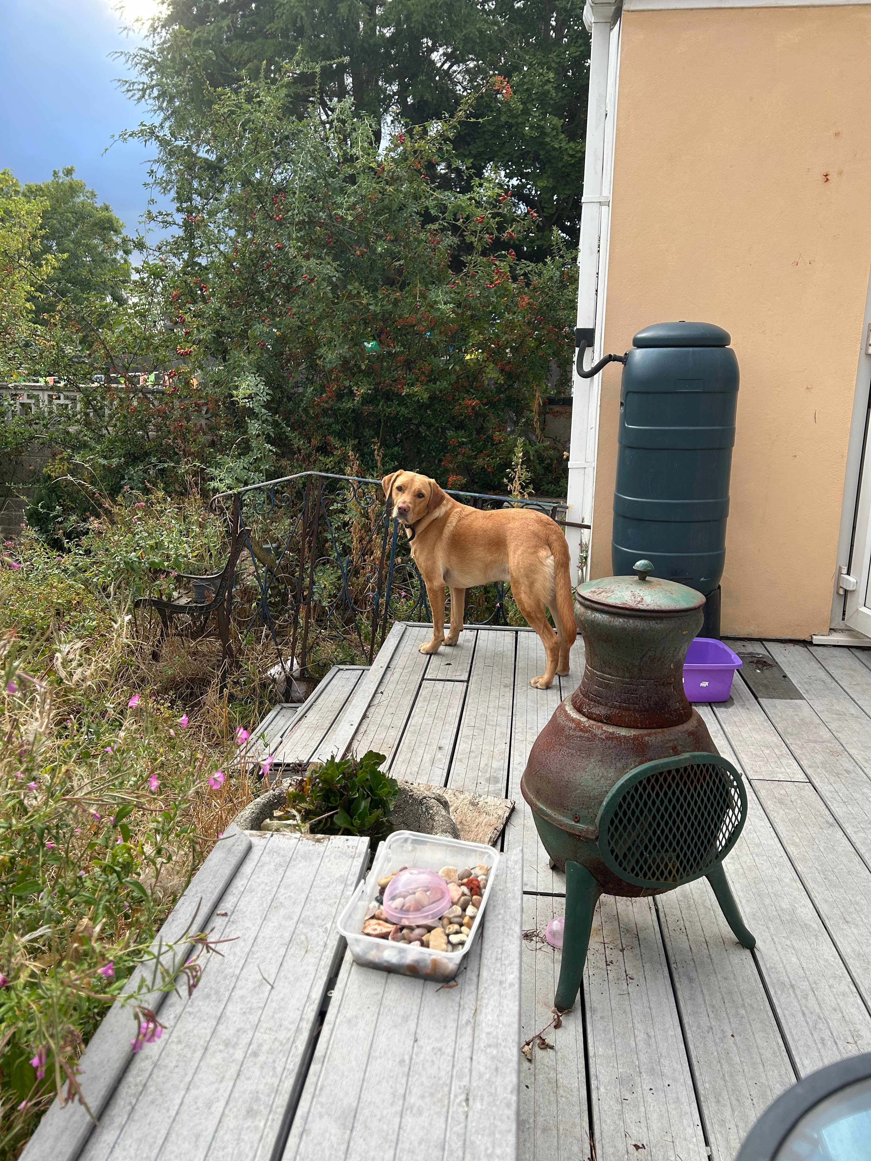 image-7