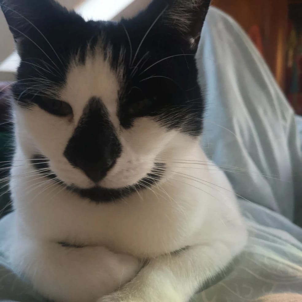 Ivy