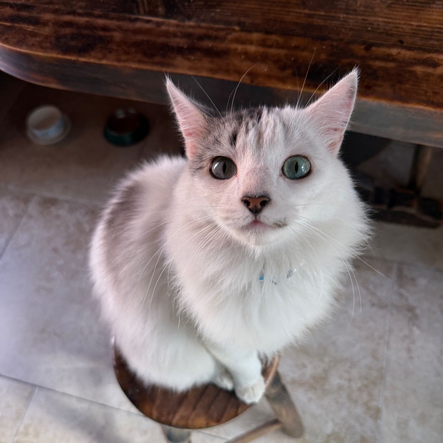 fiú