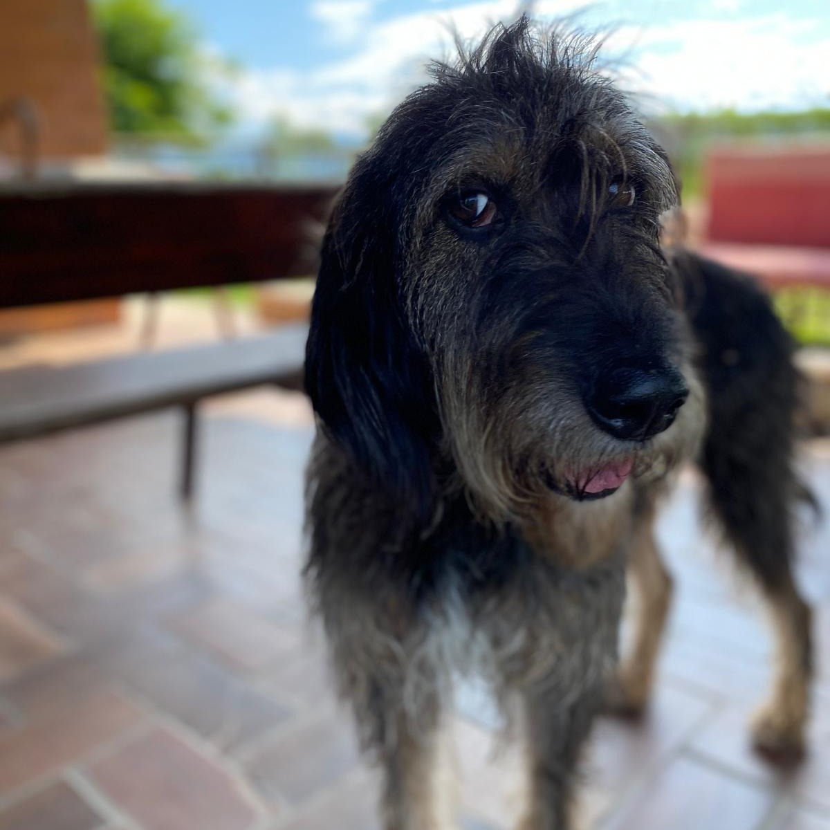 Pepper