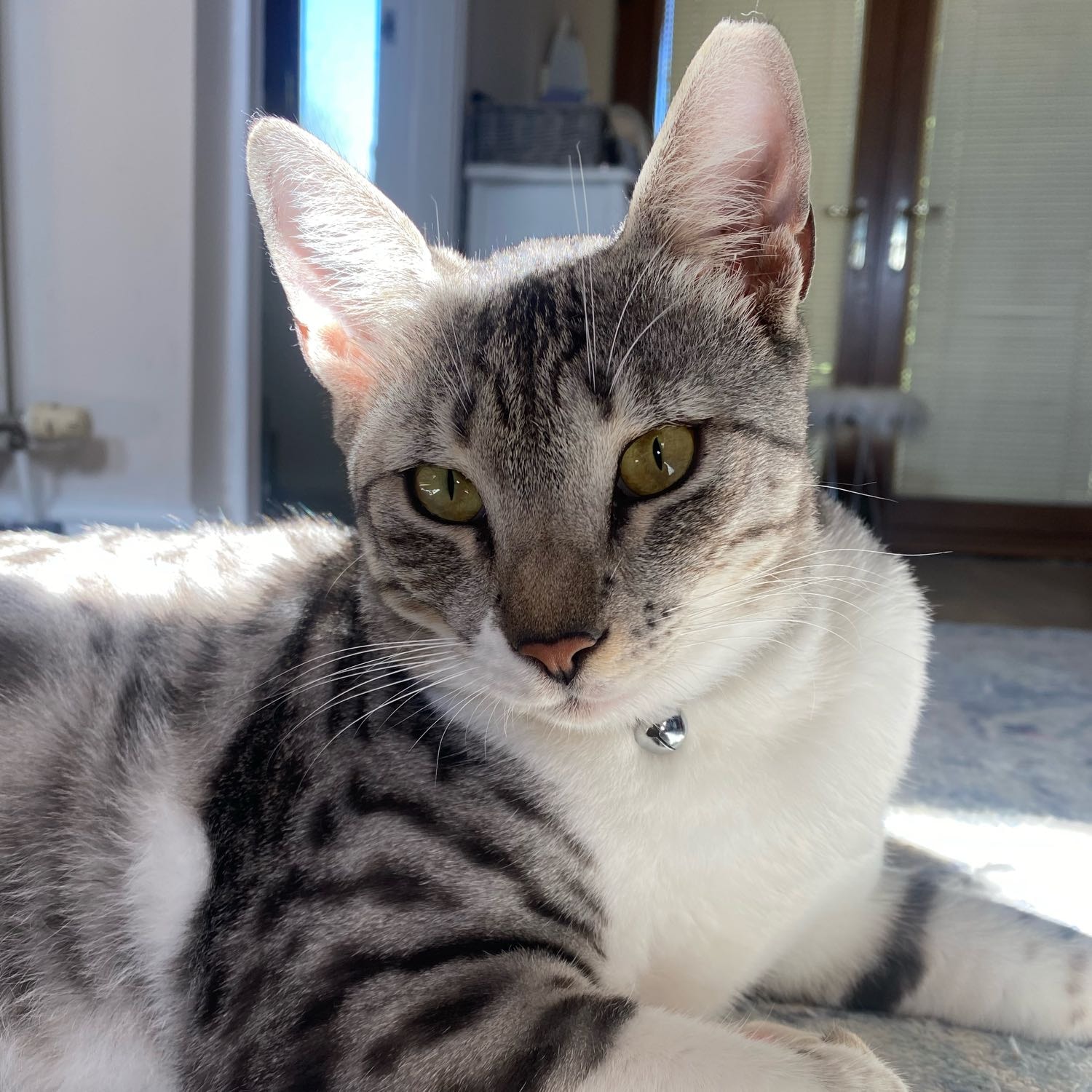 Rocky 