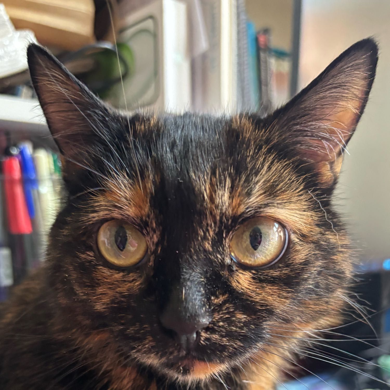 Coco