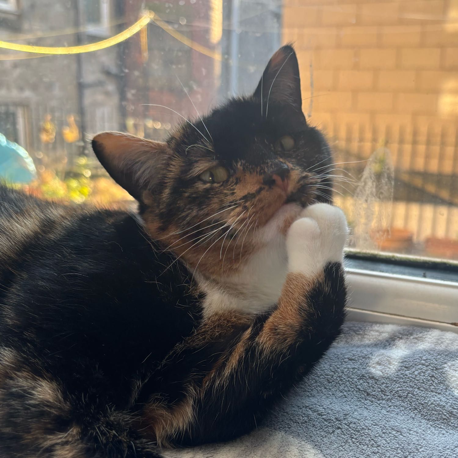 Gizmo
