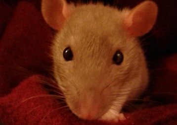 Oats And Teebs (rats)