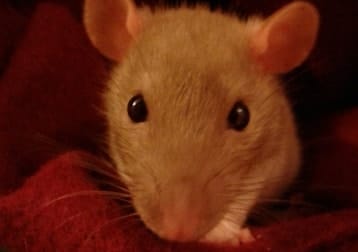 Oats And Teebs (rats)