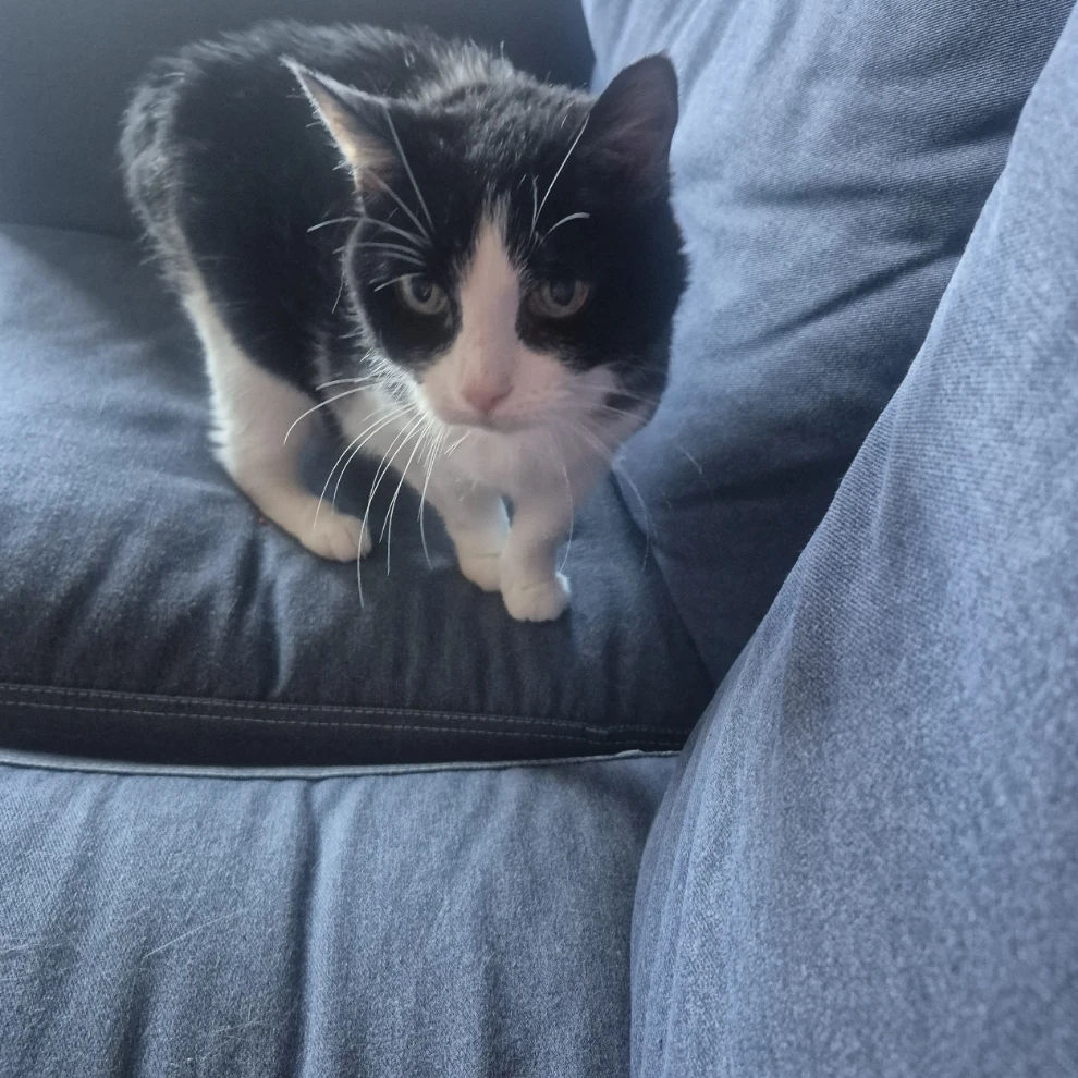 Mimi
