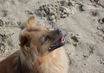 Oscar