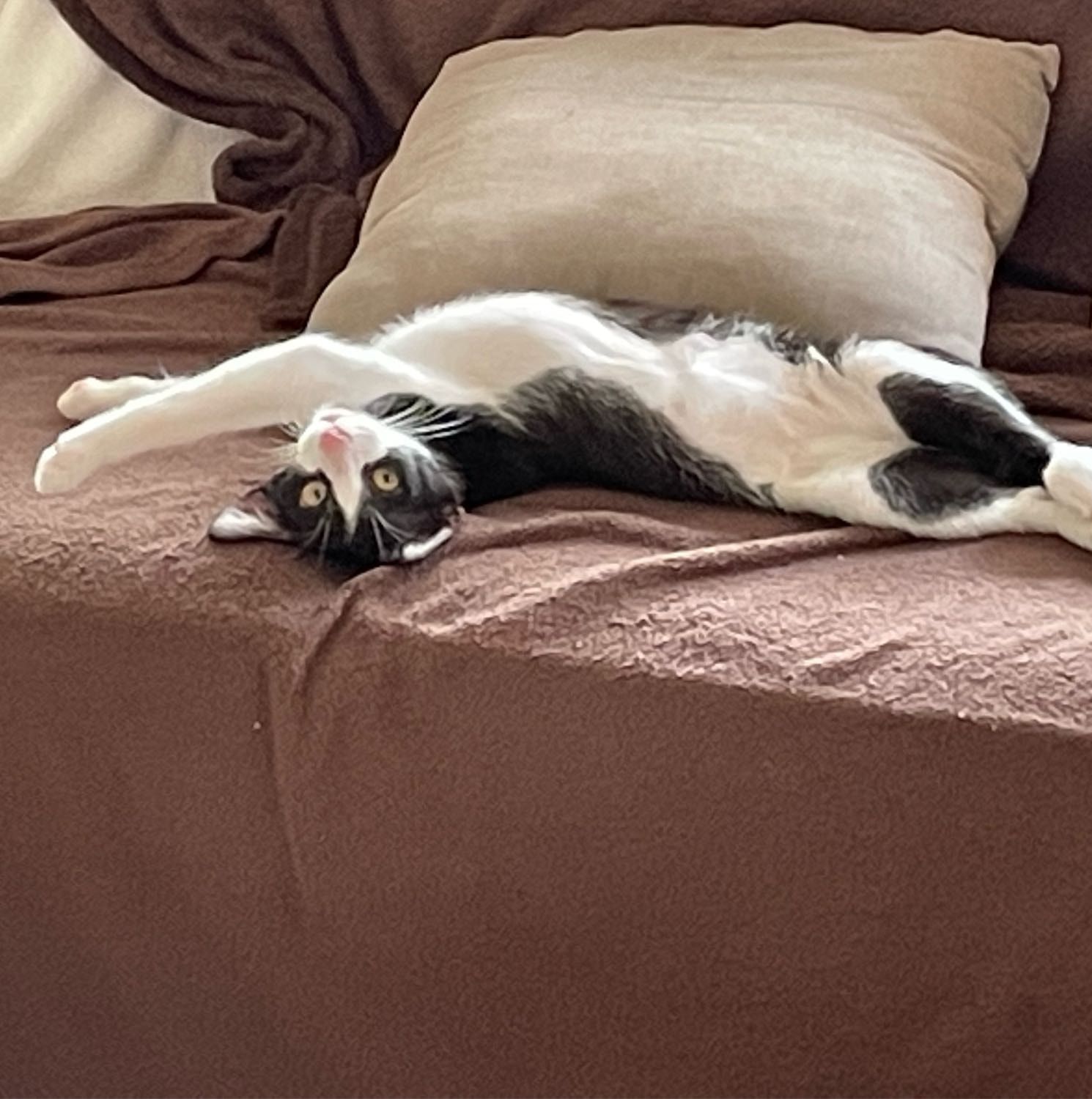 Pantoufle