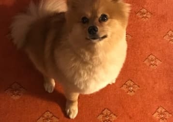 Hugo