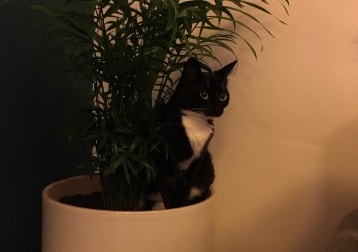 Milton