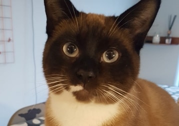 Atticus