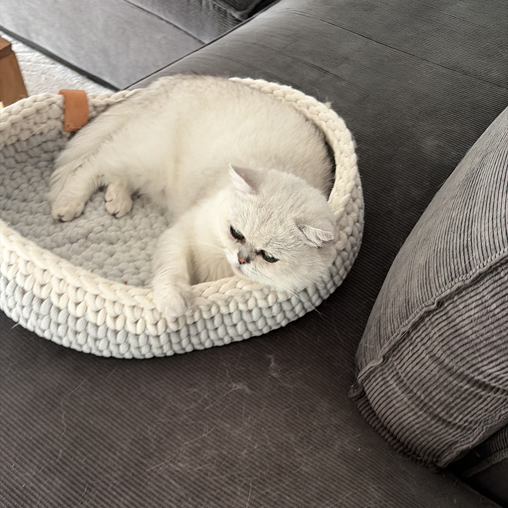 Mylo 