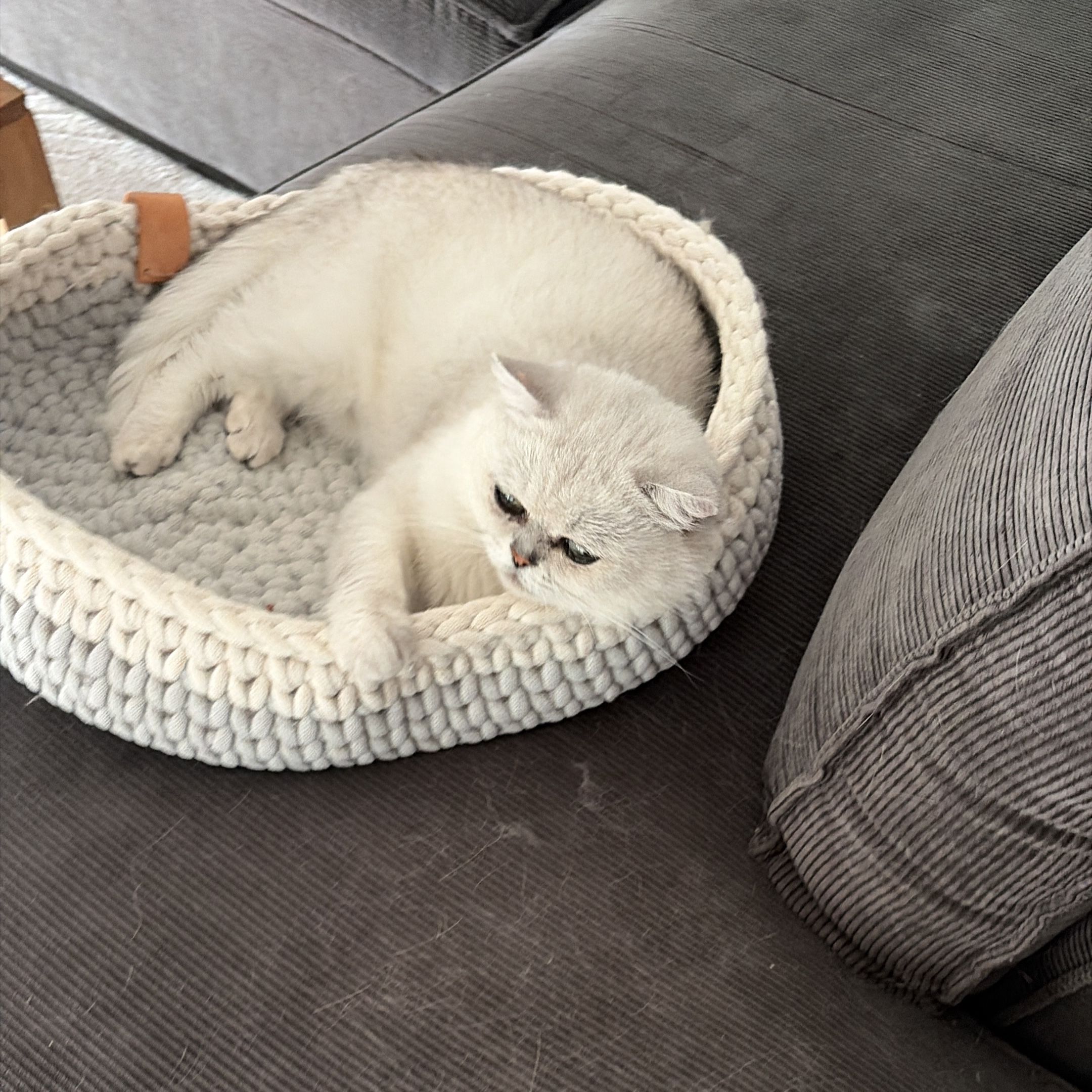 Mylo