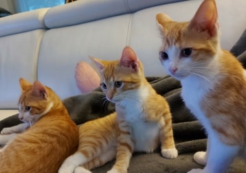 James, Pixie En Roosje