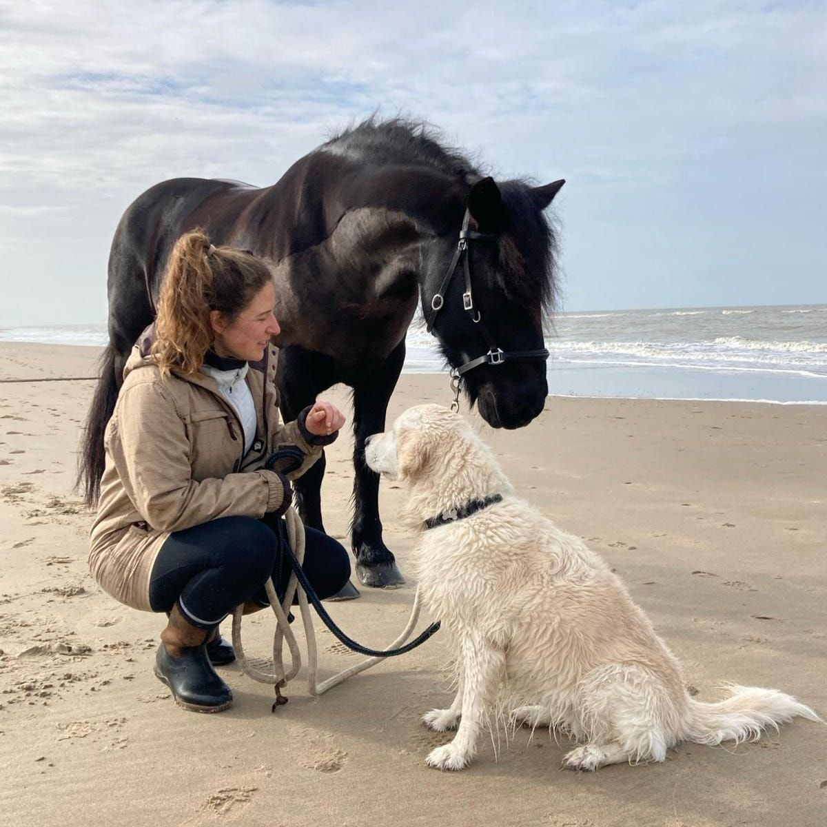 Zephyr (verzorgpaard)