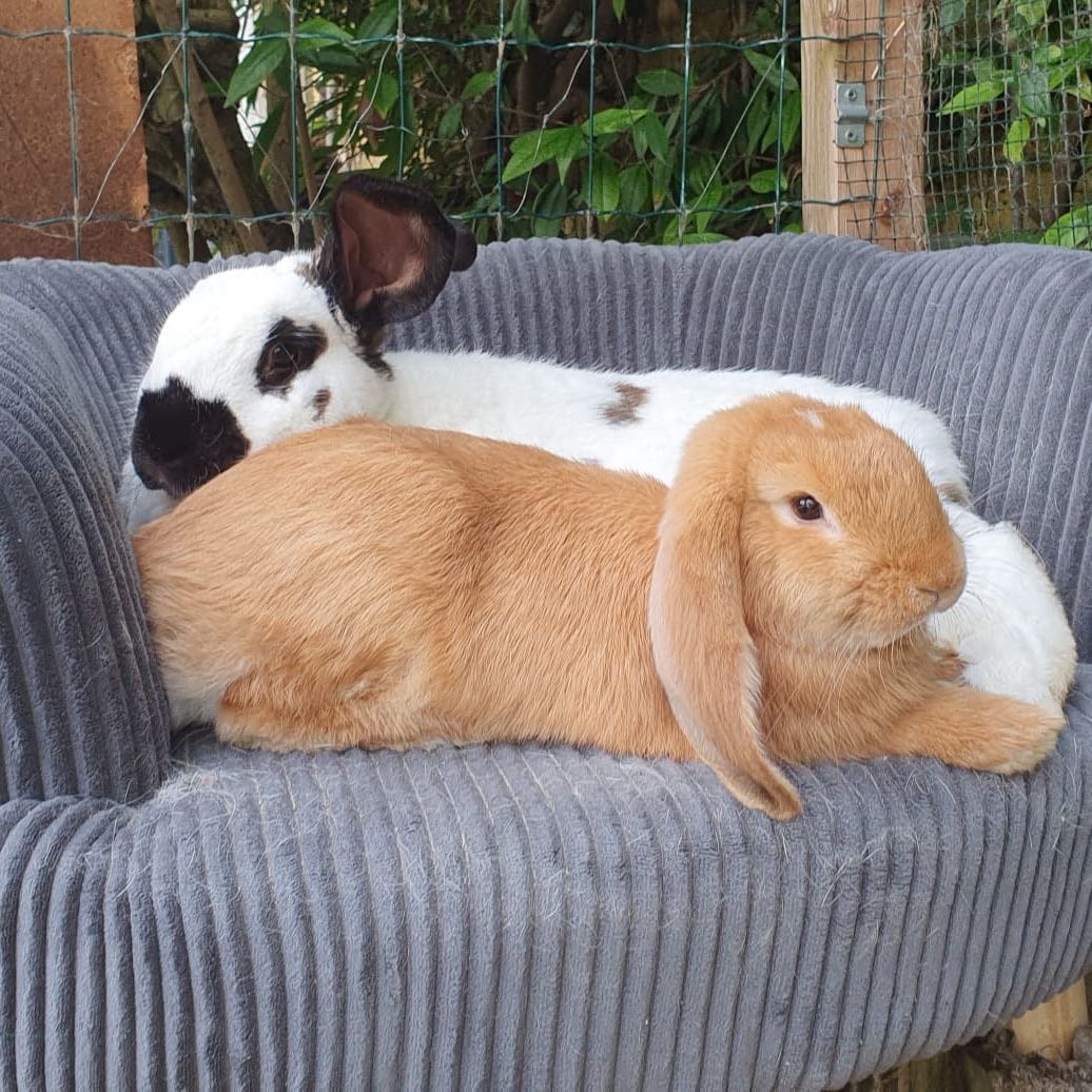 Snoopy & Luna